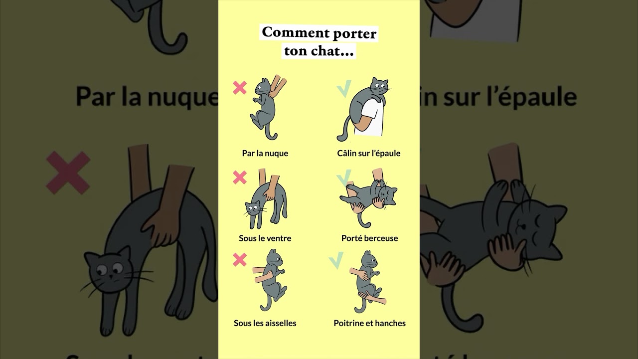 Et toi, tu le portes plutôt comment ? 😺   #chat #caats