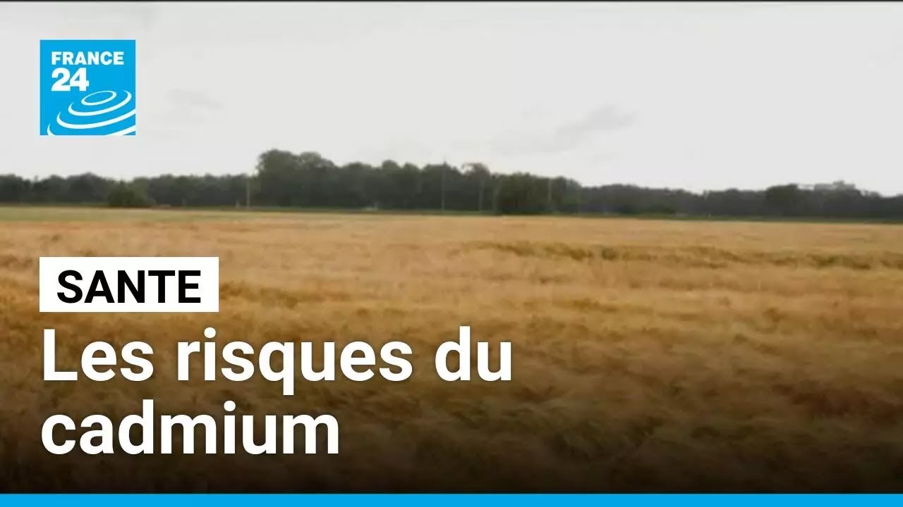 Faut-il s'inquiéter du cadmium, un métal lourd présent dans nos assiettes ? • FRANCE 24